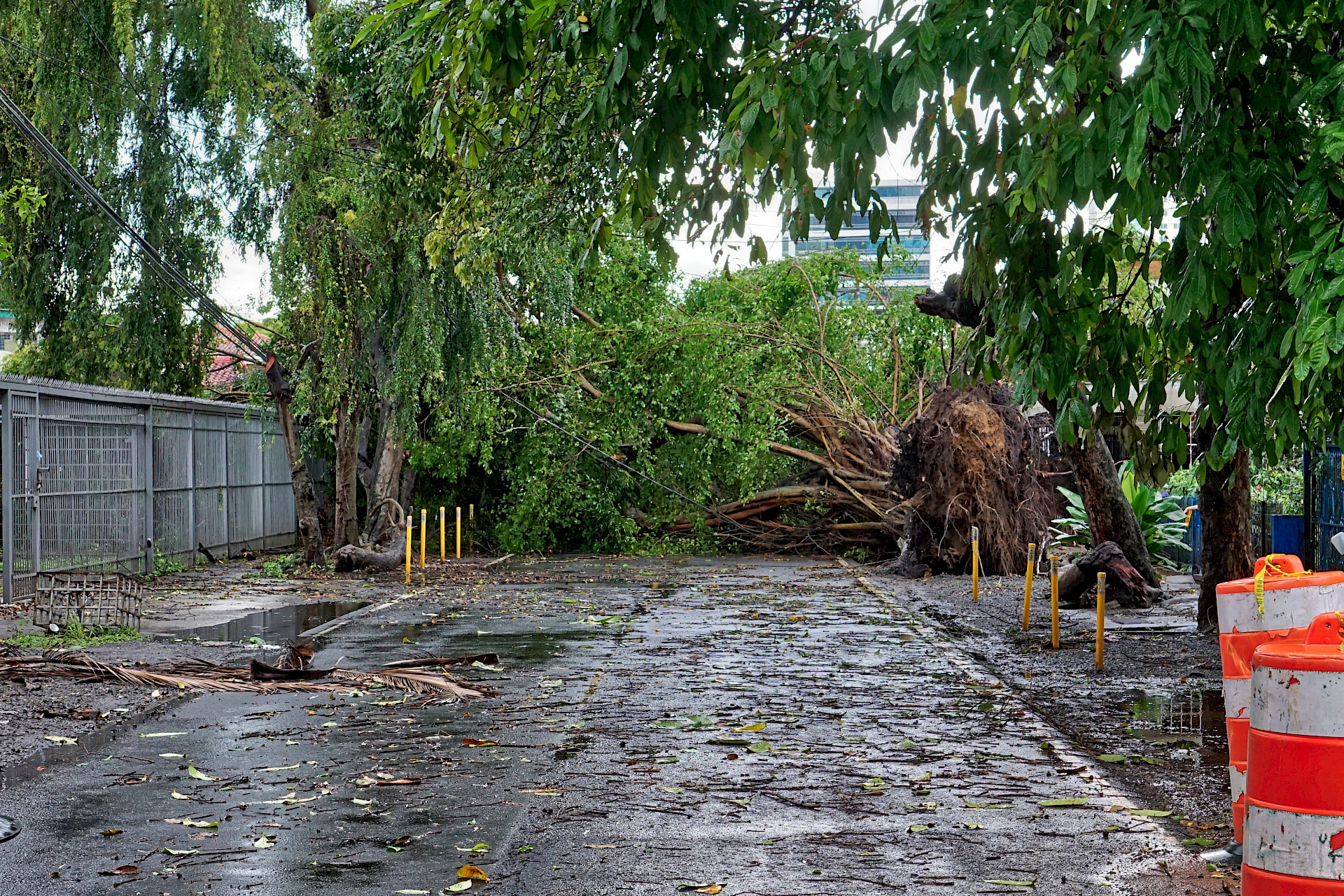 Árbol caído por fuertes lluvias en la ciudad de Panamá el 30 de julio de 2018.