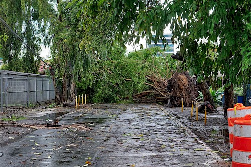 Árbol caído por fuertes lluvias en la ciudad de Panamá el 30 de julio de 2018.