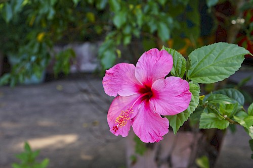 Hibiscus o Flor de Papo Rosada. Plantas, vegetación, botánica