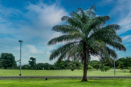 Vista de una palma del Parque Metropolitano de Santiago de Veraguas. Se ve un camino. Algo de los postes de iluminación.